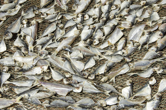 咸魚