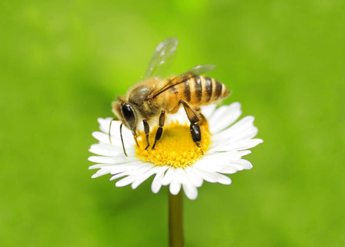 蜜蜂