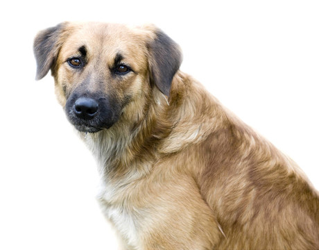 狗