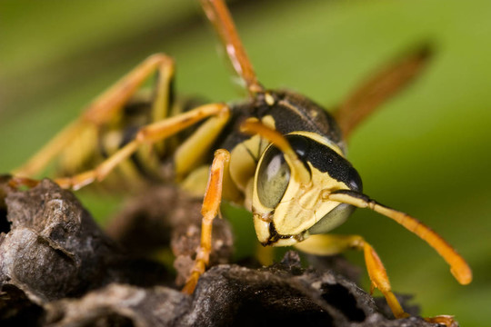 黃蜂（Polistes bischoffi）