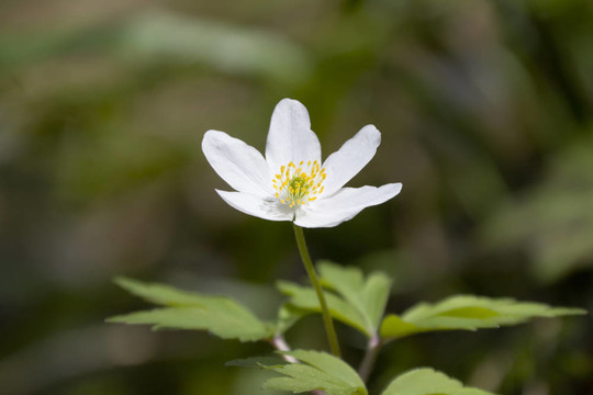 銀蓮花