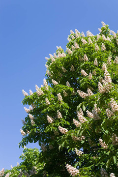 板栗開花