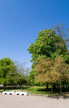 春天的公園