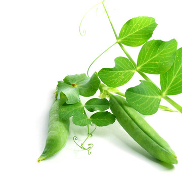 孤立的豌豆