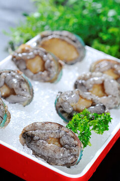 鮑魚(yú)仔