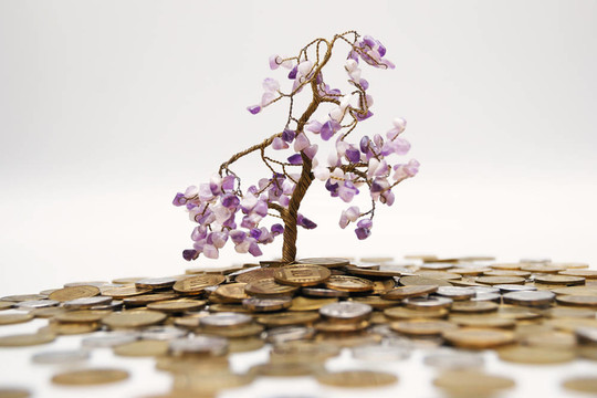 金錢樹