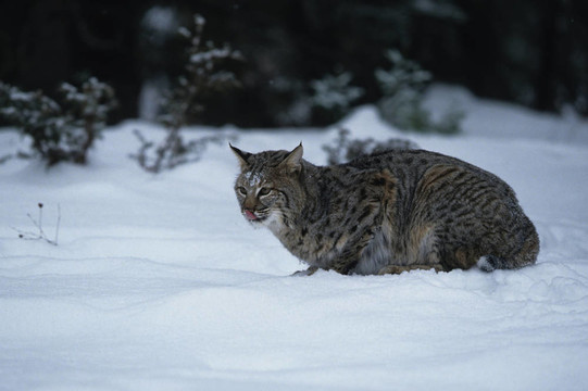 山貓在雪