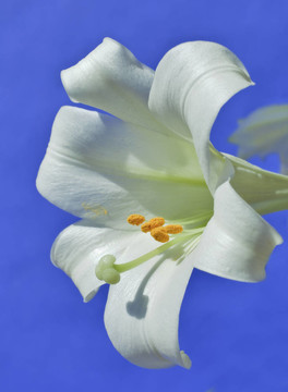 復(fù)活節(jié)的百合花