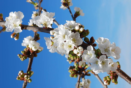 櫻花
