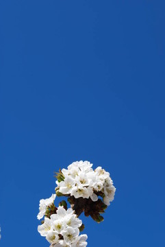 櫻花