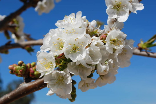 櫻花