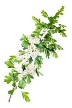春天的山楂花