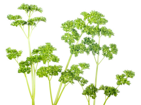 荷蘭芹