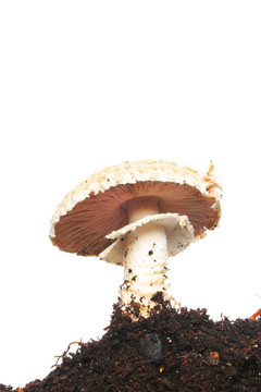 真菌