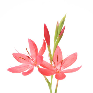 紅色的花
