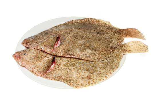 在板兩比目魚