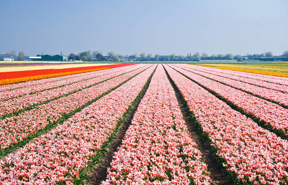 在春天，粉紅tulipfields
