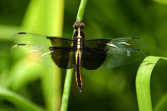 蜻蜓[ Libellula luctuosa ]