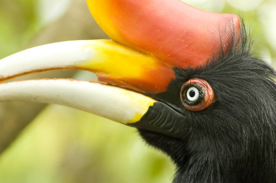Hornbill特寫