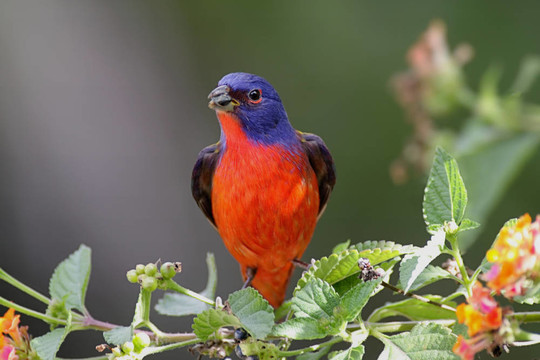 畫(huà)彩旗（Passerina CIRIS）