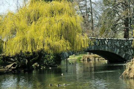 春天公園池塘