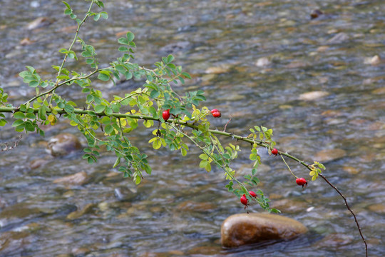 Rosa Rugosa rosehip靠在一條河