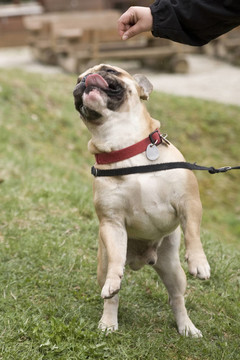 斗牛犬