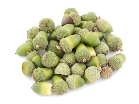 橡子樁