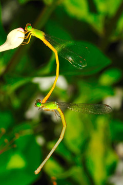 蜻蜓