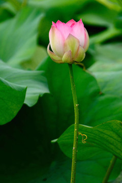 蓮花