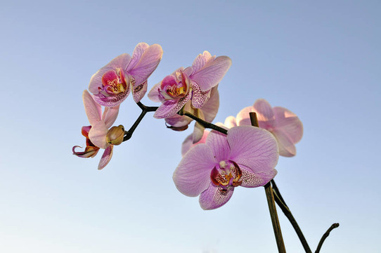 藍(lán)天上的蘭花