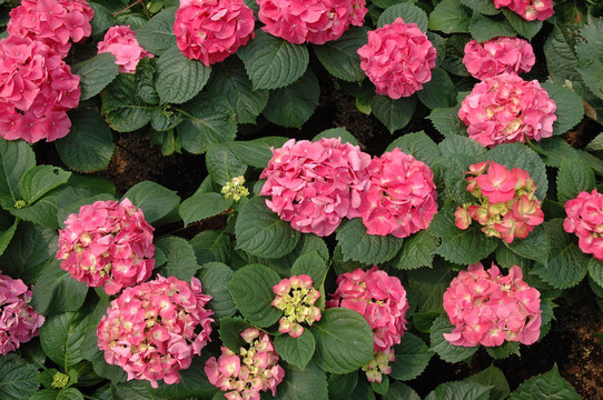 粉紅色的八仙花