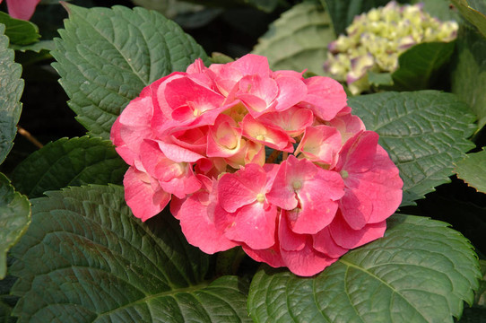 粉紅色的八仙花
