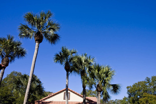 棕櫚和Tile Roof
