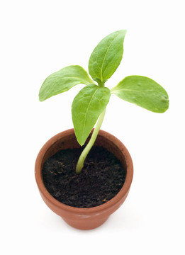 植物