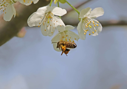 蜜蜂在飛行