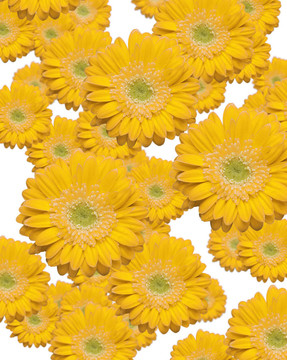 Falling Yellow Gerber的雛菊