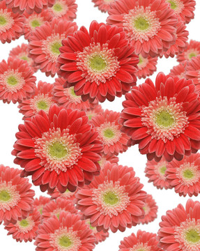 落紅和Pink Gerber的雛菊