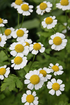 camomiles daisywheels