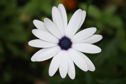 藍(lán)甘菊