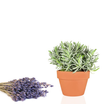 薰衣草香草和Flowers