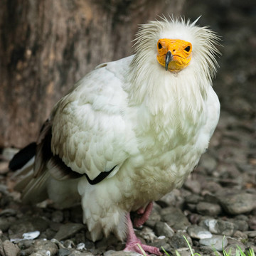 埃及禿鷲（北緯Neophron percnopterus）