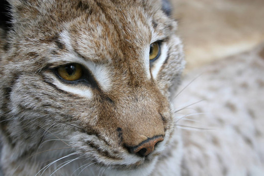 Linx