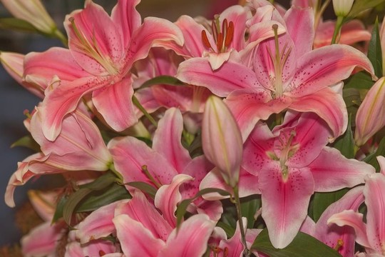 百合花
