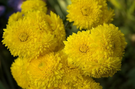 菊花