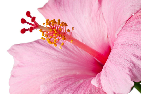 粉紅色的芙蓉分離