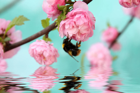 大黃蜂在玫瑰花