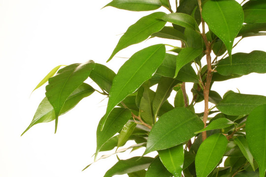 綠色家居植物