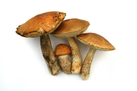 孤立的蘑菇