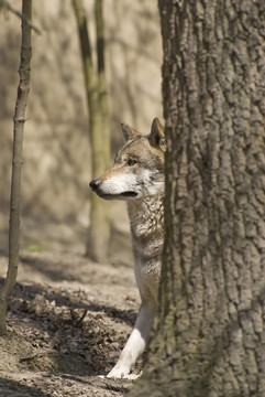 Gray Wolf -狼
